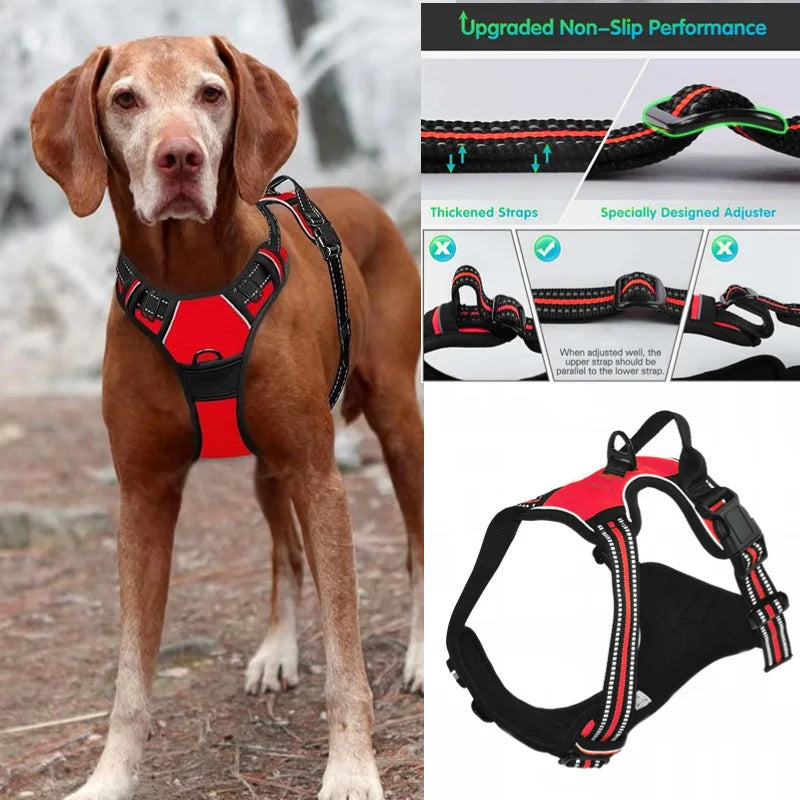 Dog Harnesses & Collars