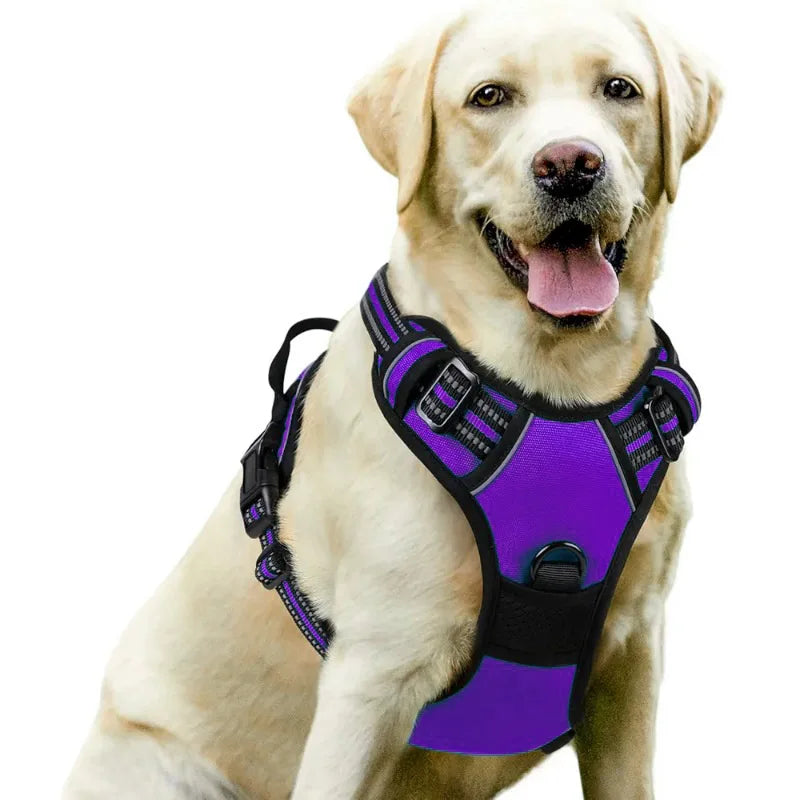 Dog Harnesses & Collars