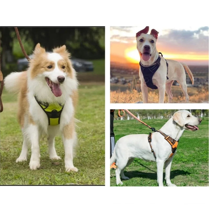 Dog Harnesses & Collars