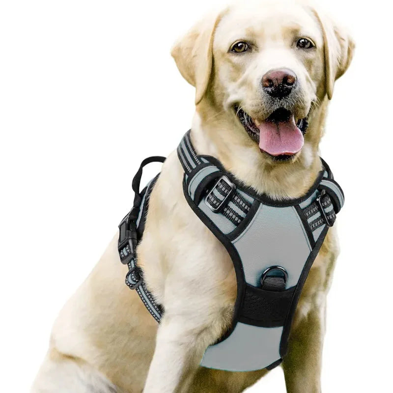 Dog Harnesses & Collars