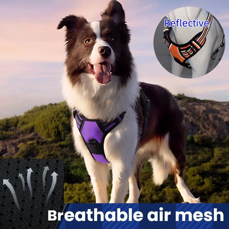 Dog Harnesses & Collars