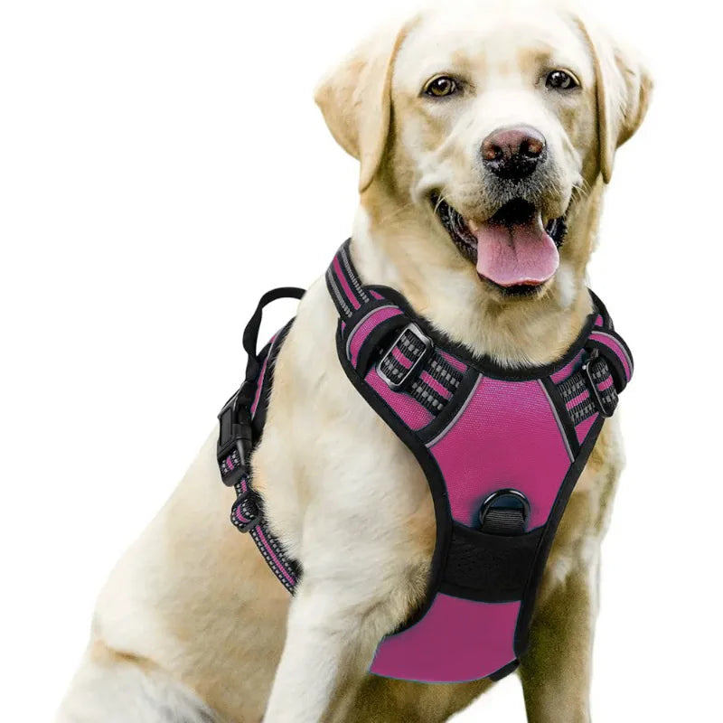 Dog Harnesses & Collars