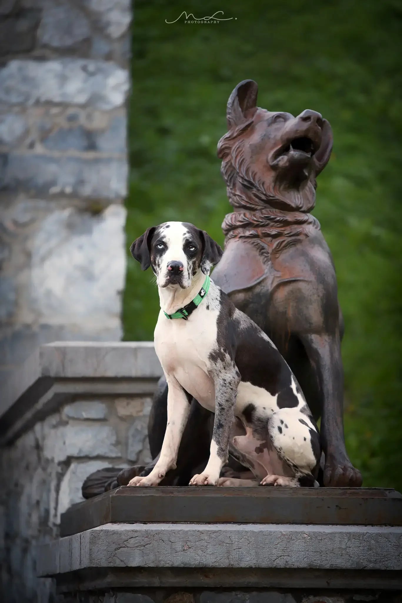 Truelove Reflective Dog Collar