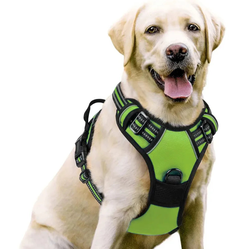 Dog Harnesses & Collars
