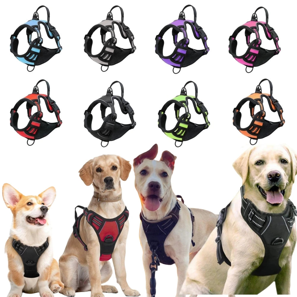 Dog Harnesses & Collars