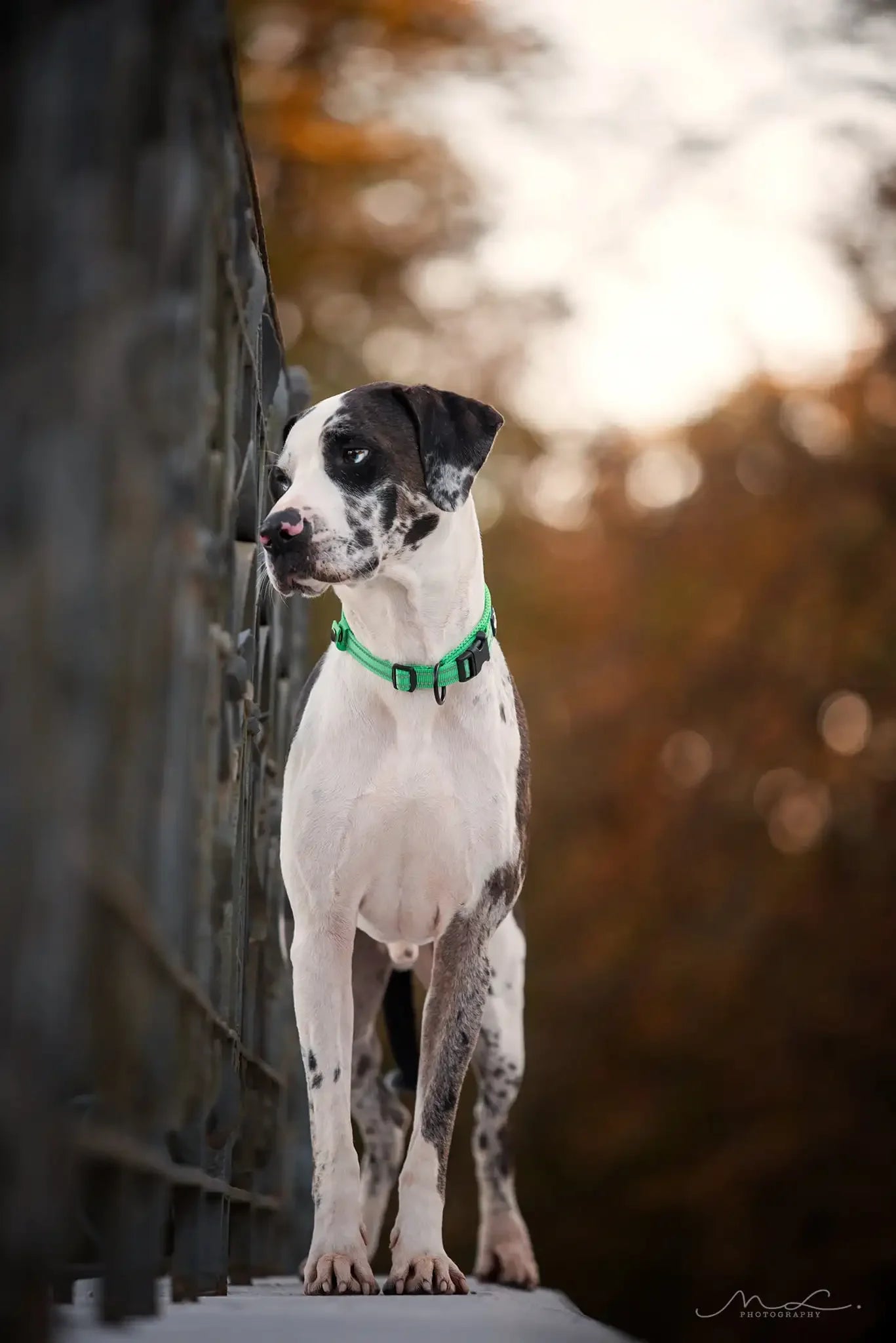 Truelove Reflective Dog Collar