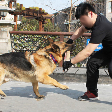 Professional dog trainer bite stick